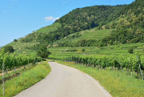 Canvas Print Terraced vineyards and a rural road in the Wachau Valley, Austria
