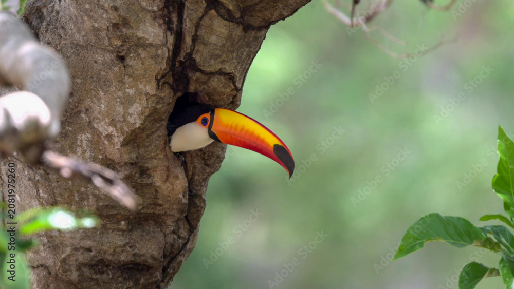 Fototapeta premium Toco Toucan Peering from Tree Cavity Nest in Pantanal Woodland, Brazil