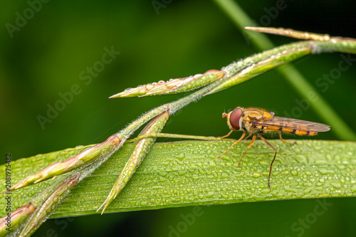 Schilderij op canvas A marmalade hoverfly sits on a blade of grass filled with morning dew