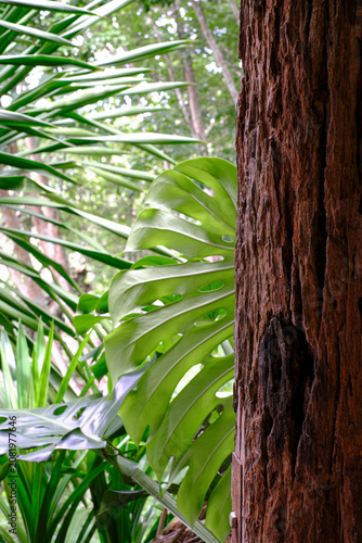 Tree with Lush Green Monstera Tropical Foliage in a Natural Garden Landscape Under a Clear Summer Sky