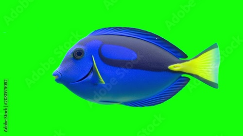 Blue tang fish swimming isolated on a green screen background for chroma key compositing projects