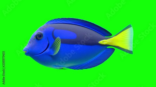 Blue tang fish swimming isolated on a vibrant green screen background in a studio setting