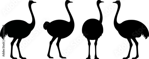 Valokuva Four ostriches in different poses isolated on transparent background