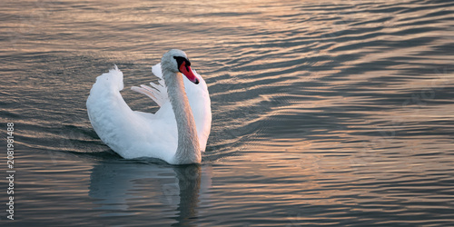 Foto Proud mute swan swimming on the water in golden sunset light