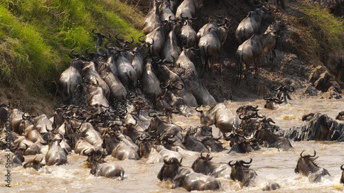 Wildebeest crossing Mara River on annual great migration