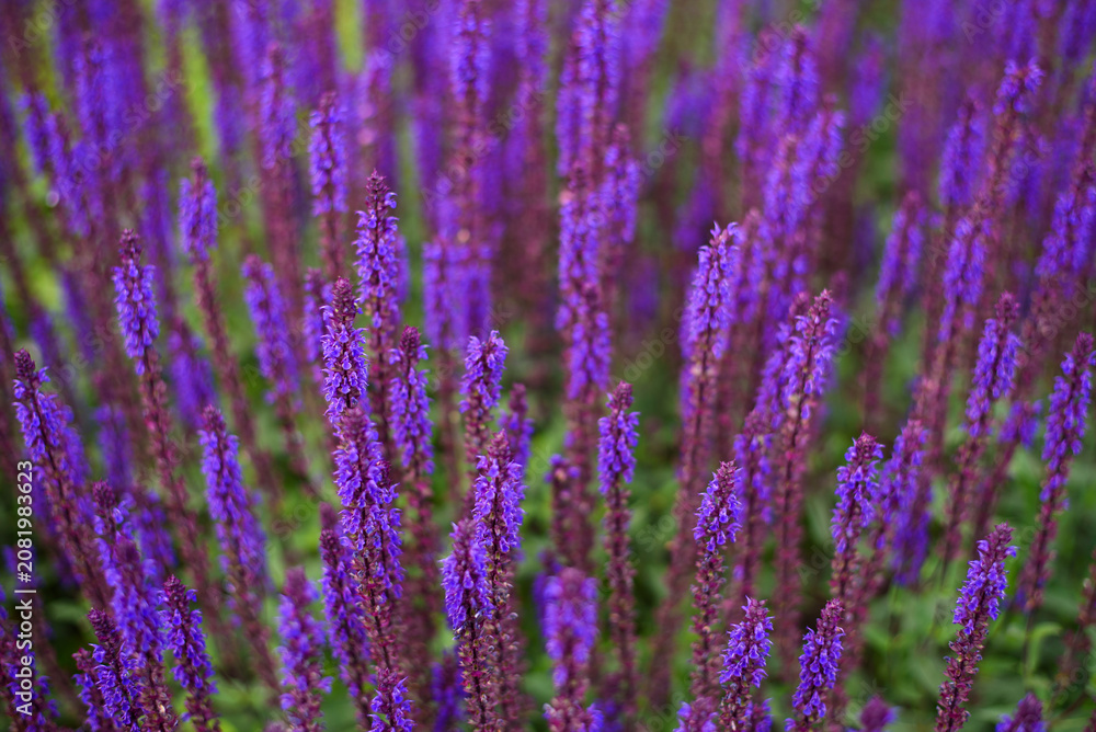 Fototapeta premium Honey Bee Pollinating Purple Salvia Flowers