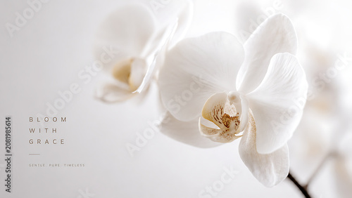 Tableau sur toile White Orchid Petals with Soft Focus on Light Background