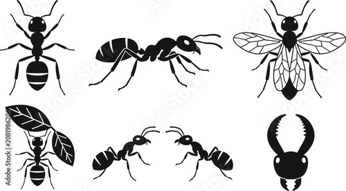 Schilderij op canvas Black ant silhouette vector icon set with flying wasp leafcutter and insect pest