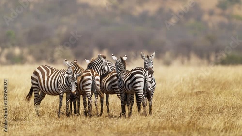 Group of zebras in African savannah
