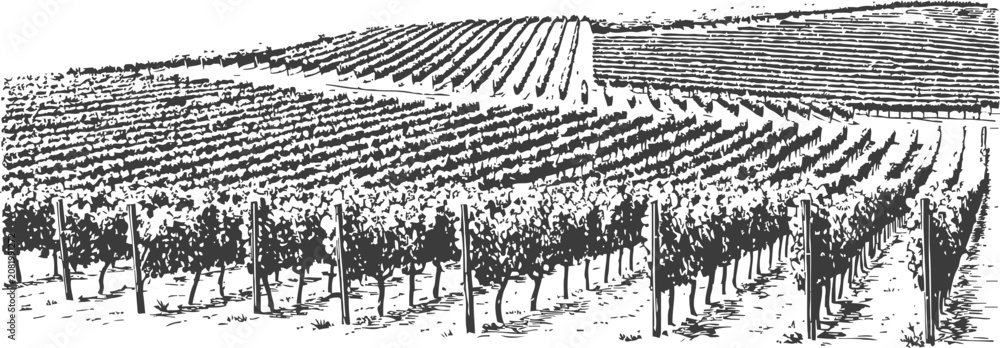 Obraz premium vineyard landscape engraving rows of grapevines on rolling hills vintage illustration