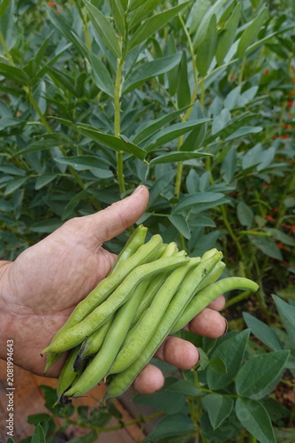 Hand holding fresh broad beans from garden