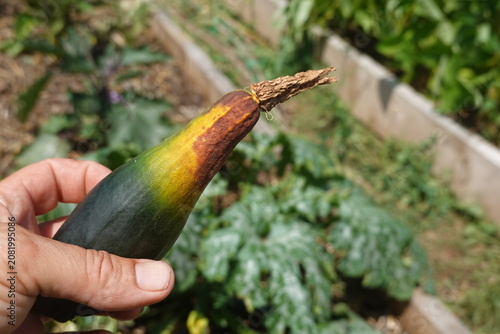 Hand holding zucchini affected by blossom end rot, showing plant disease causing poor vegetable harvest