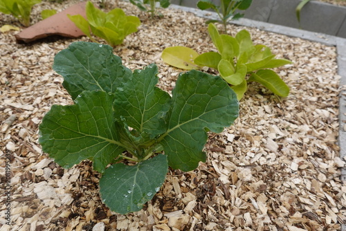 Young kale plant growing in organic garden with wood chip mulch