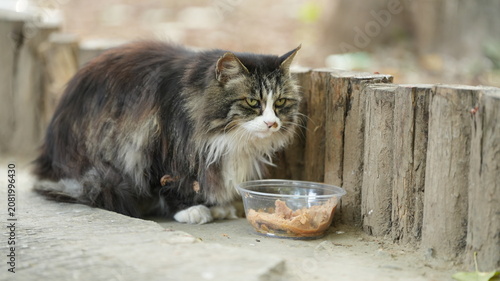Canvas Print One cute cat eating the food in the garden
