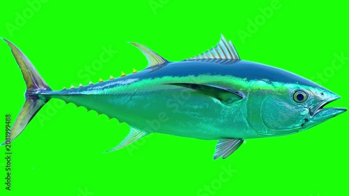 Bluefin tuna fish swimming isolated on a green screen background for chroma key compositing projects