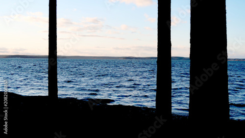 silhouettes of pine trunks against the water's surface