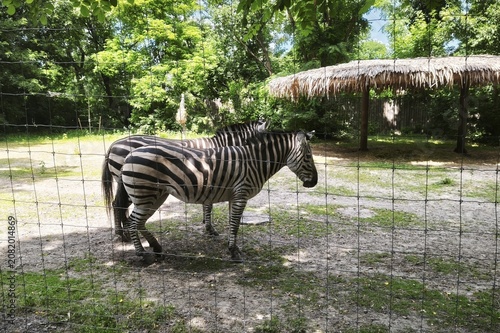 Two African zebras are standing in an enclosure at the zoo