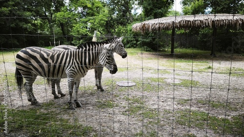 Two zebras standing in an enclosure at the zoo