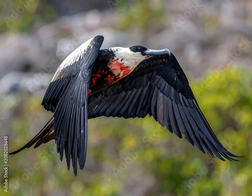 Magnificent frigatebird in flight with extended wings and inflated pouch