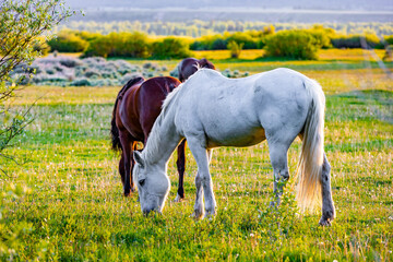 White Horses Grazing American Farm Pasture