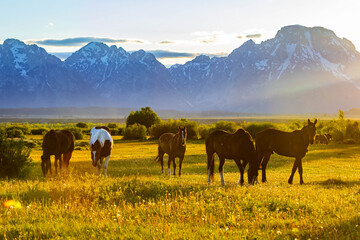 Wild Horses Grazing at Teton Sunset