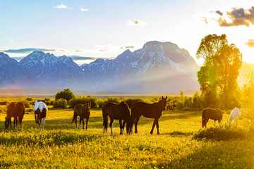 Wild Horses Grazing at Teton Sunset