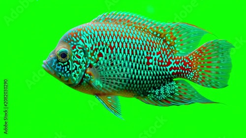 Vibrant Herichthys carpintis cichlid fish swimming isolated on a bright green screen chroma key background