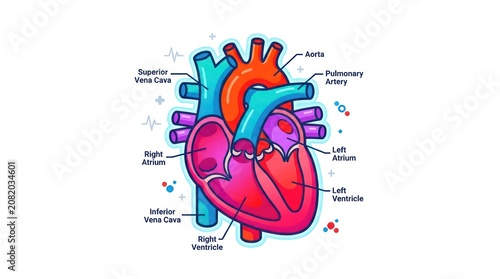 Stylized medical illustration of human heart with labeled chambers and major blood vessels.