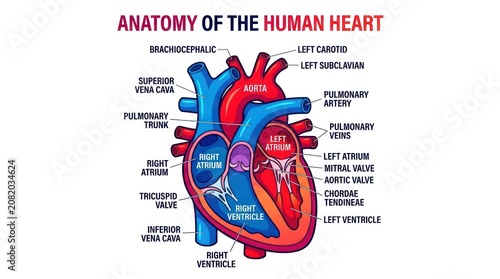 Educational diagram showing detailed anatomical structure of healthy human heart organ.