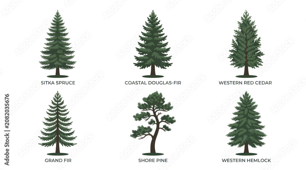 Obraz premium Collection of diverse evergreen tree illustrations