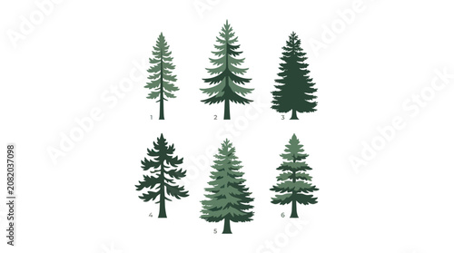 Collection of evergreen tree illustrations