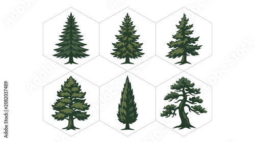 Collection of evergreen tree illustrations