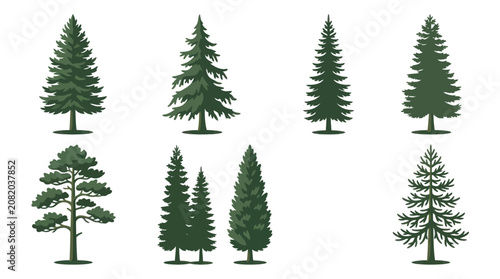 Collection of evergreen tree illustrations