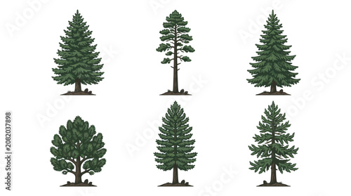 Collection of evergreen tree illustrations