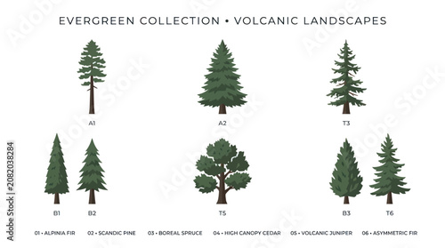 Photos Collection of evergreen tree illustrations