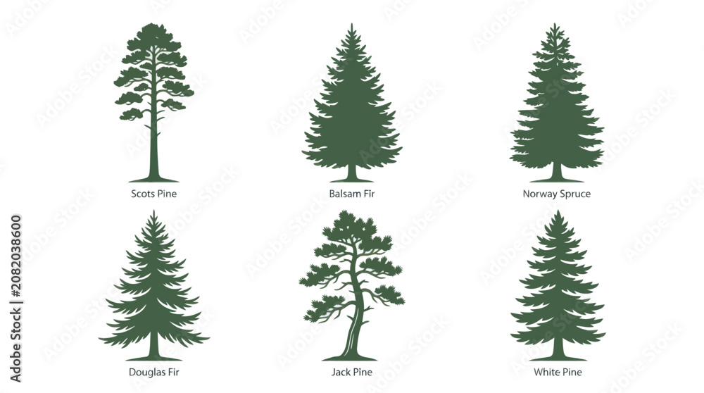 Obraz premium Collection of evergreen tree silhouettes