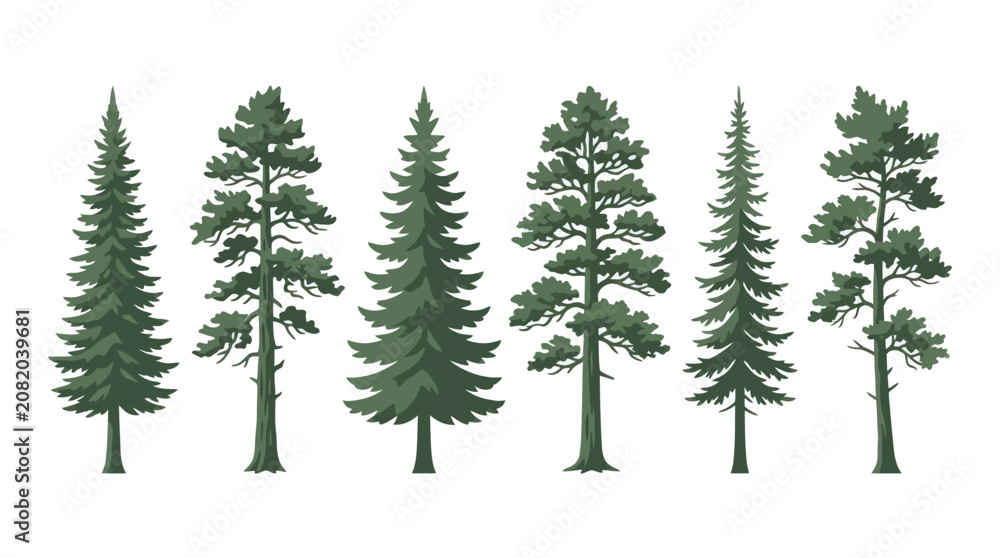 Obraz premium Collection of evergreen trees