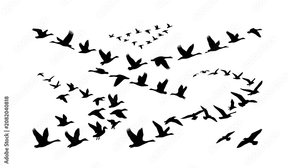 Obraz premium Flock of Migratory Birds Flying Silhouette Vector Collection for Nature Freedom and Wildlife Design