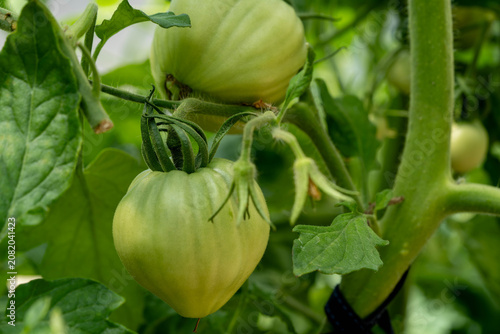 Green unripe tomatoes growing on vine surrounded by lush green leaves in garden setting