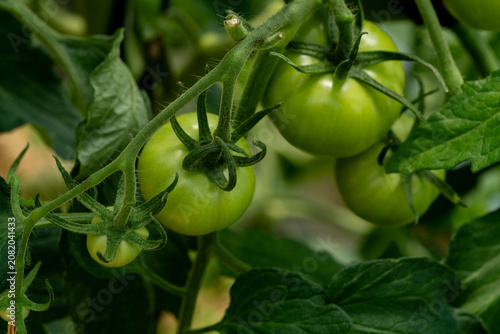 Green tomatoes growing on vine among lush green leaves in garden setting