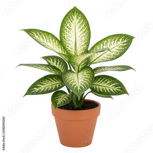 Healthy potted plant with large green and white variegated leaves transparent background