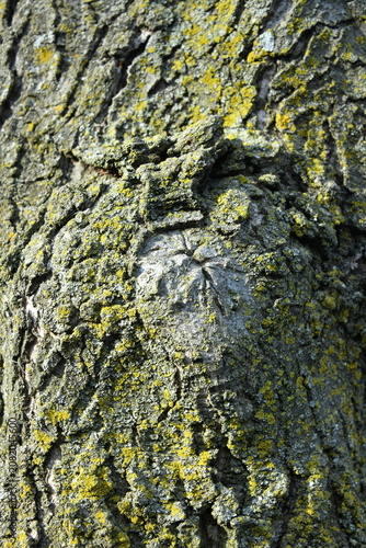 Foto Malformations in tree trunks that appeared over time