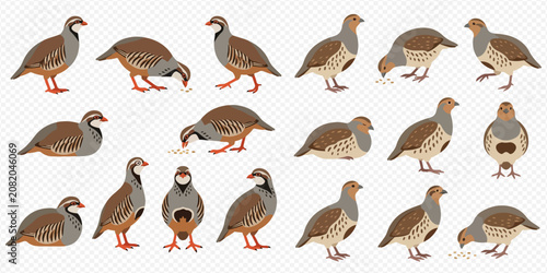 Bild auf Leinwand Set of partridge birds in various poses, including standing, pecking, and sitting, isolated on a transparent background