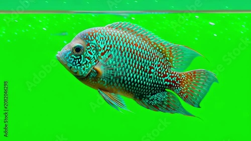 Vibrant Texas Cichlid swimming isolated against a bright green screen chroma key background
