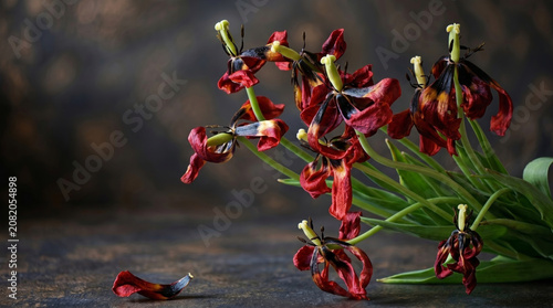 Dried red tulip flowers on dark background with fallen petal  