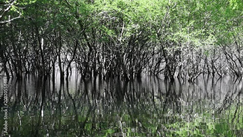 Lush green trees reflecting in the tranquil waters of a flooded forest