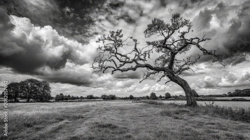 Gnarly wiry bare tree in a farm field under dramatic sky.