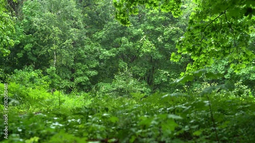 A lush green forest landscape during the summer rains