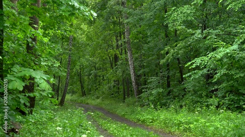Dense Green Summer Forest Landscape