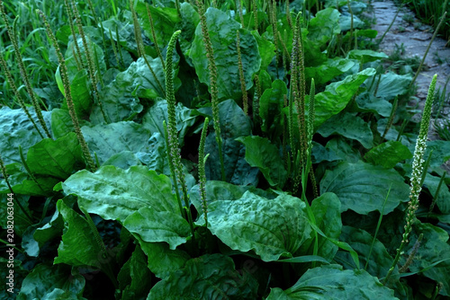 Foto Broadleaf plantain (Plantago major) growing outdoors, green medicinal herb with broad leaves and flowering spikes, close-up of wild edible plant in natural habitat